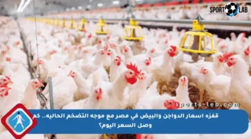 قفزة أسعار الدواجن والبيض في مصر مع موجة التضخم الحالية.. كم وصل السعر اليوم؟